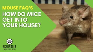 How Do Mice Get Into Your House?