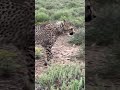 curios cheetah walks straight past me