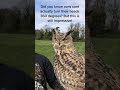 Owl turn their heads 360 degrees | #shorts