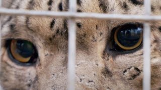 Snow Leopards: Ghosts in the Snow (Full Episode) | Part 1 | BBC Earth