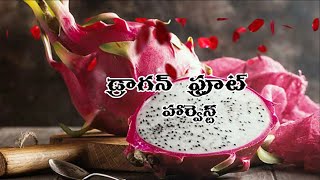 #First #Dragon #fruit #harvest #గార్డెన్ లో #మొదటి #డ్రాగన్ ఫ్రూట్ #హార్వెస్ట్