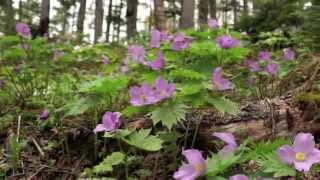 2014年6月10日丸沼高原日光白根山ロープウェイシラネアオイ