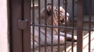 2015.4.26 宇都宮動物園☆ホワイトタイガーのアース【White tiger】_01