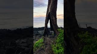 🌖Moonrise over Puna 🧚🏾‍♂️ #moonrise #hawaii #sunset #explore #walking #beach #nature #lemuria