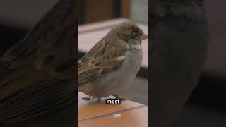 Sparrows Are The BEST Survivors In ANY Environment