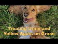 Treating Urine and Yellow Spots on Grass