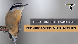 Attracting Backyard Birds: Red-breasted Nuthatches