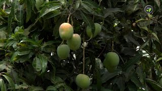 ಮಾವಿನಲ್ಲಿ ಉತ್ತಮ ನಿರ್ವಹಣಾ ಪದ್ಧತಿಗಳು ಭಾಗ 1 | Mango