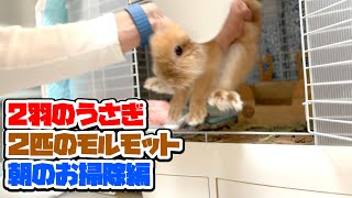 ２羽のうさぎと２匹のモルモットの朝のお掃除はこんな感じですww EP902