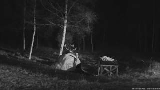 2016/11/19 18h47m Estonia Hirv two stags at the feedingplace