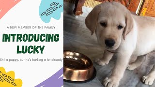 మా లక్కీ | Lucky Introduction |