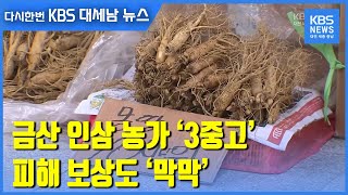 금산 인삼 농가 ‘3중고’…피해 보상도 ‘막막’