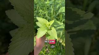 Catnip vs Stinging Nettle! How to tell the difference ❤️‍🩹