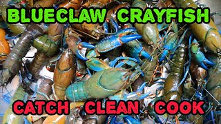 Yabby Kababy !!! Delicious Freshwater Blueclaw Crayfish ( Catch Clean Cook )