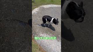 知ってしまった犬