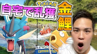 金のコイキング ‼︎赤いギャラドス‼︎コミュニティデイは自宅でも色違い狙える✌️【ポケモンGO】