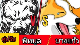 พิทบูล VS  บางแก้ว  จะเป็นยังไงไปดูกัน!!