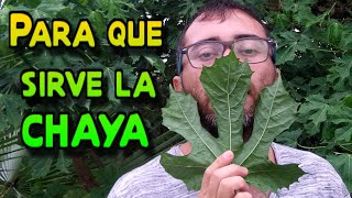 Para qué sirve la Chaya beneficios y propiedades de la espinaca maya 𝐶𝑛𝑖𝑑𝑜𝑠𝑐𝑜𝑙𝑢𝑠 𝑎𝑐𝑜𝑛𝑖𝑡𝑖𝑓𝑜𝑙𝑖𝑢𝑠