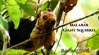 The Malabar Giant Squirrel | Indian Giant Squirrel |  മലയണ്ണാന്‍