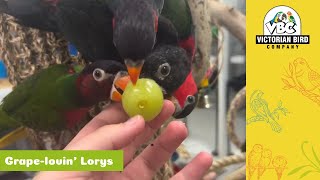 Lorys Addicted To Grapes | Victorian Bird Co