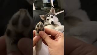 ¡Sapphie, la pomsky, disfruta de un masaje en sus patitas! 🐾💖