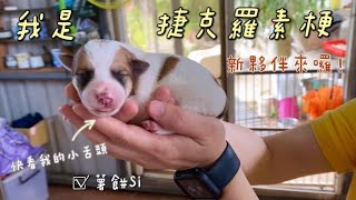 【傑克羅素梗】新手養狗 | 給狗狗取名字 | 幼犬好萌好可愛 [#EP01]