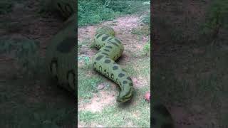 Anaconda Snake Attack P2 #shorts #snake #python #snakes #nagin #anaconda #bigsnake #anacondasnake
