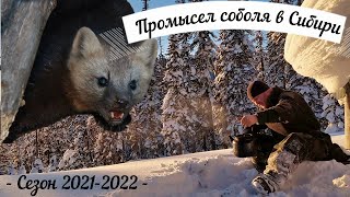 Промысел соболя в январской тайге. Сибирь. Сезон 2021-2022