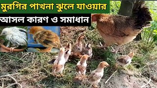 মুরগির পাখনা ঝুলে যাওয়ার সমাধান || Desi murgi palan || Bismillah Poultry L.T.D. ||