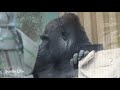 父モモタロウは息子達の危険な遊びを心配する🌸dad momotaro fears sons plays dangerously🌸【kyoto zoo 京都市動物園】up2021 11 1