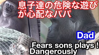 父モモタロウは息子達の危険な遊びを心配する🌸Dad Momotaro fears sons plays dangerously🌸【Kyoto Zoo 京都市動物園】UP2021/11/1