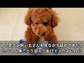 【必見】飼い主の舐める場所で分かる犬の気持ち♪