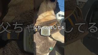 ずっと追っててしんどないんかな爆笑爆笑爆笑 #shorts #shortvideo #パグ #犬 #dog #pug