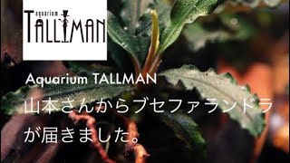 Aquarium TALLMANさんからブセファランドラ が届きました。