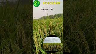 PADI UNGGUL KOLOSEBO BOBOT MEWAH TAHAN REBAH (085856262546) #pertanian #garden #viral  #farm #petani