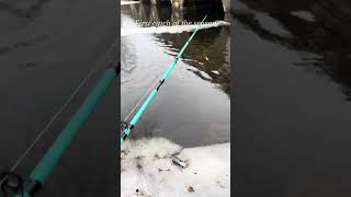 First catch of The year/season #fishing #fishinglife #friends #fishingvideo #fun