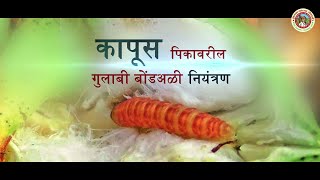 How To Control Pink Bollworm On Cotton -I IN MARATHI