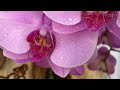 the process of creating an orchid arrangement