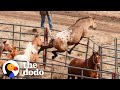 Wild Horse Immediately Recognizes His Girlfriend After Years Apart | The Dodo Faith = Restored