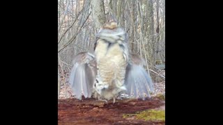 Pennsylvania Ruffed Grouse Drumming on the Ridge Log    4/2021