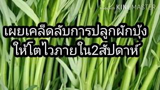 ปลูกผักบุ้งยังไงให้ได้ขายใน 2สัปดาห์