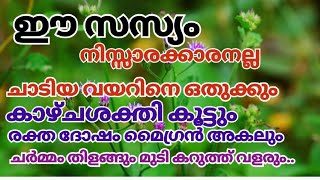 എത്ര ചാടിയ വയറും ഒതുക്കും!കാഴ്ചശക്തിക്കും ചർമ്മം തിളങ്ങാനും മുടി തഴച്ചു വളരാനും ഇതുമതി Poovamkurunnu