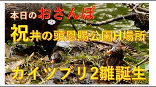 井の頭恩賜公園H場所カイツブリの雛2羽目誕生・本日のおっさんぽ