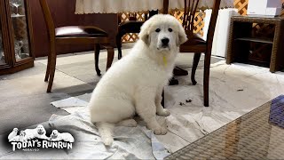 We have a new member in our family. Her name is Lily, a girl. Great Pyrenees