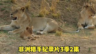 非洲猎手纪录片3季2集-展示非洲大草原野生动物捕猎生活-动物恰饭