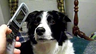 Rowena the Border Collie, Talking (listening) to \