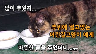 추위에 떨고있는 길고양이 에게 따뜻한 물을 주었더니 허겁지겁 물을 먹는 어린 길고양이