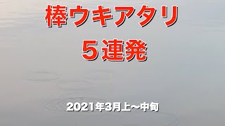 ウキのアタリ集 エビ撒き釣り 2021年3月上〜中旬