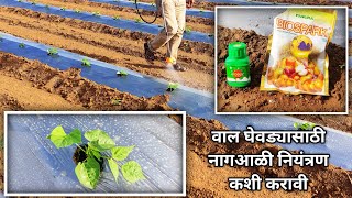 वाल घेवड्यावरील नागअळी नियंत्रण || Leaf Miner Attack and Control || आमचीशेती || #मराठीशेती