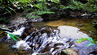 Suara Sungai, Gemercik Air dan Suara Burung Liar di Dalam Hutan Untuk Relaksasi